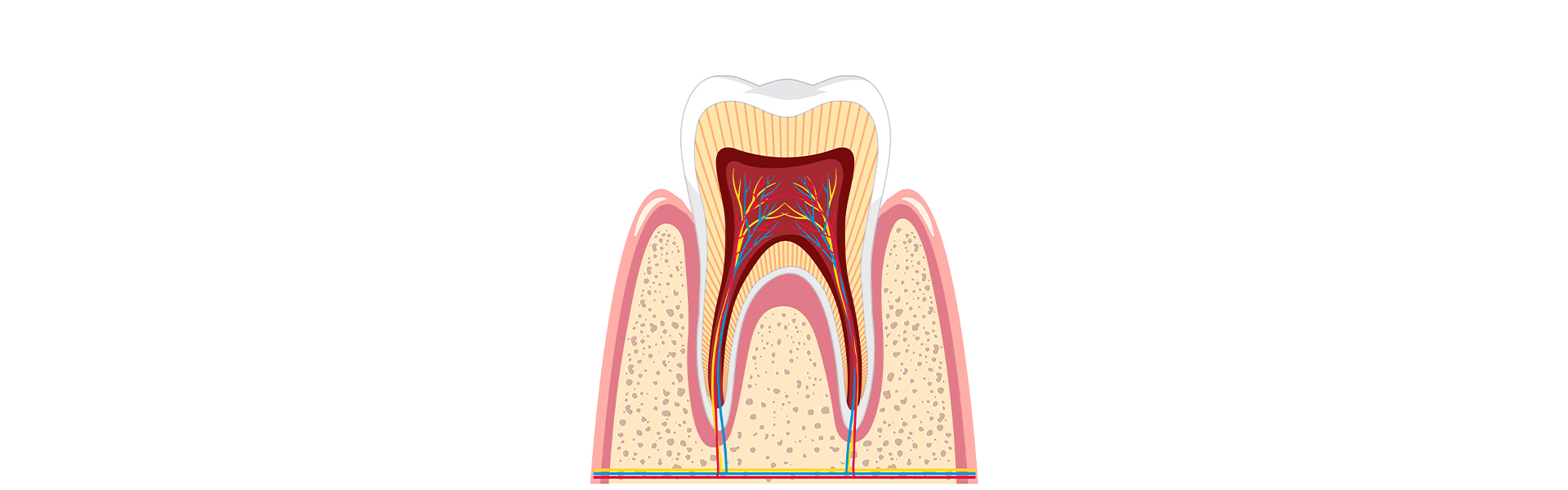 Easy Steps to Follow After a Root Canal for Faster Healing